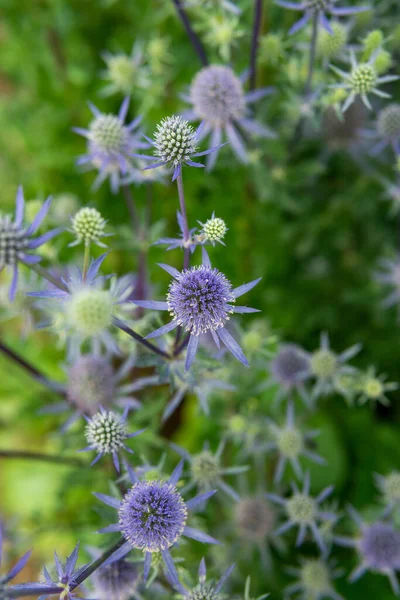 Tiro Vertical Eryngo Azul Prado Sob Luz Solar Com Fundo — Fotografia de Stock