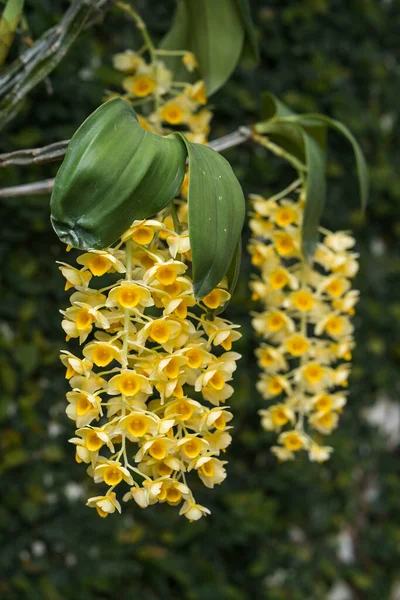 Вертикальний Знімок Жовтих Орхідей Цвітуть Саду — стокове фото