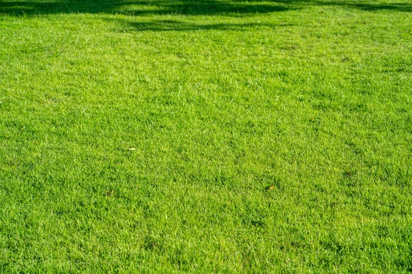 Eine Nahaufnahme Von Grünem Gras Hintergrund — Stockfoto