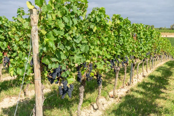 Closeup Shot Blue Grapes Growing Vineyard — Stock Photo, Image