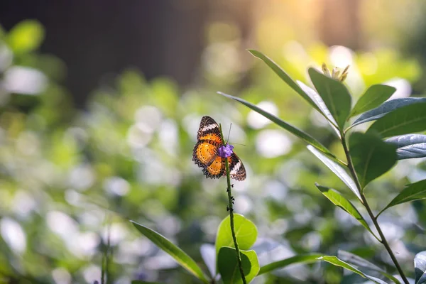 Nahaufnahme Eines Orangefarbenen Schmetterlings Auf Einer Pflanze — Stockfoto