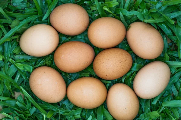 草上的蛋的头像 — 图库照片