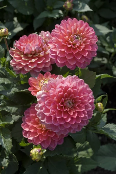 Μια Κοντινή Φωτογραφία Ενός Όμορφου Ροζ Λουλουδιού Της Ντάλια Στο — Φωτογραφία Αρχείου