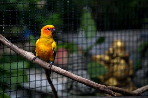 Egy Egzotikus Narancssárga Papagáj Ketrecben — Stock Fotó