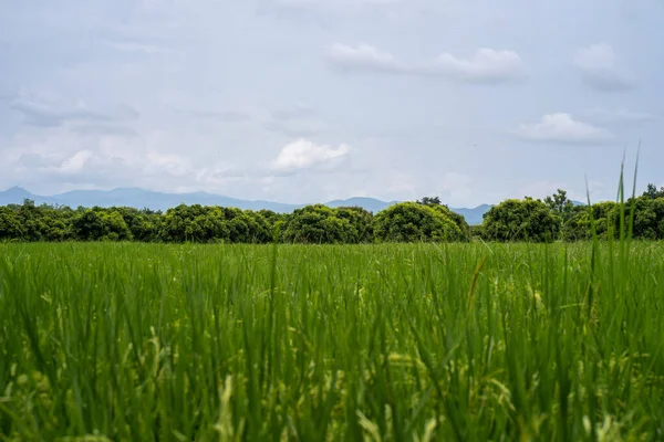 Primer Plano Cultivos Creciendo Campo Bajo Cielo Nublado —  Fotos de Stock