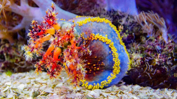 Nahaufnahme Eines Meeresapfels Unter Wasser — Stockfoto