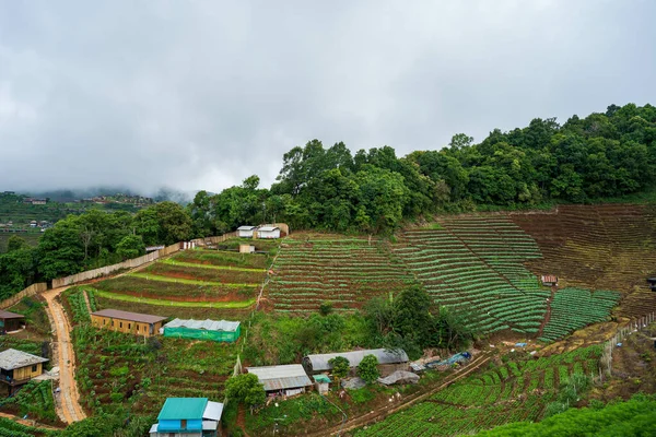 多云的天空下 美丽的风景和耕地 — 图库照片