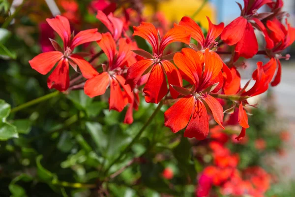 赤いPelargoniumの花のクローズアップショット — ストック写真