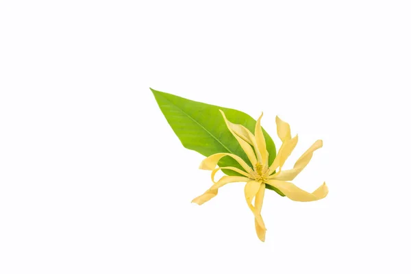 Una Planta Ylang Ylang Aislada Sobre Fondo Blanco —  Fotos de Stock