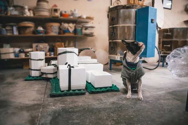 Primer Plano Bulldog Francés Con Ropa Sentada Suelo Taller — Foto de Stock