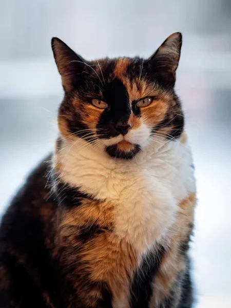 Een Portret Van Een Driekleurige Schildpad Kat Tegen Een Wazige — Stockfoto