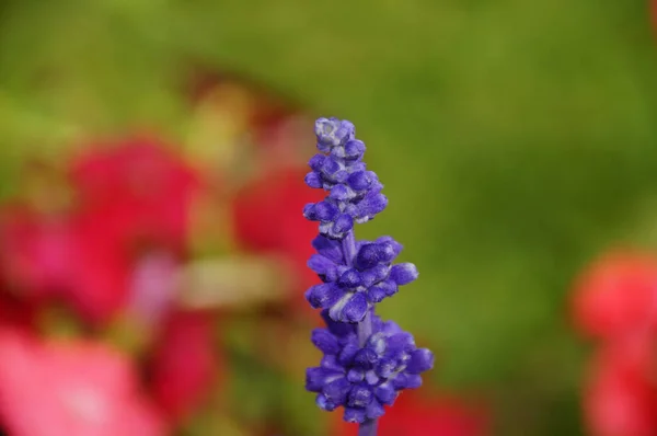 Selektiv Fokusbild Blommande Lavendelblomma — Stockfoto