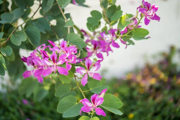 Strom Větev Kvetoucí Růžové Květy Bauhinia — Stock fotografie