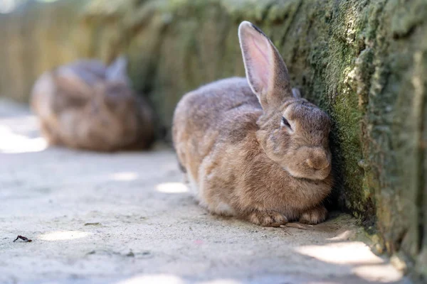 Zblízka Spící Zajíc Vybrané Zaměření — Stock fotografie