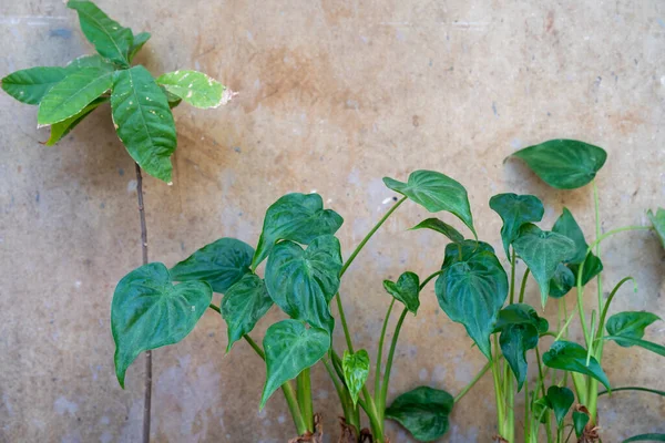 Detailní Záběr Listů Rostliny Syngonium — Stock fotografie