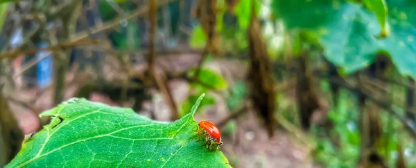 Een Kleine Lieveheersbeestje Een Groen Blad — Stockfoto