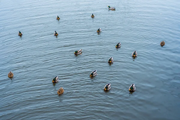 Ein Floß Von Enten Schwimmt Teich — Stockfoto