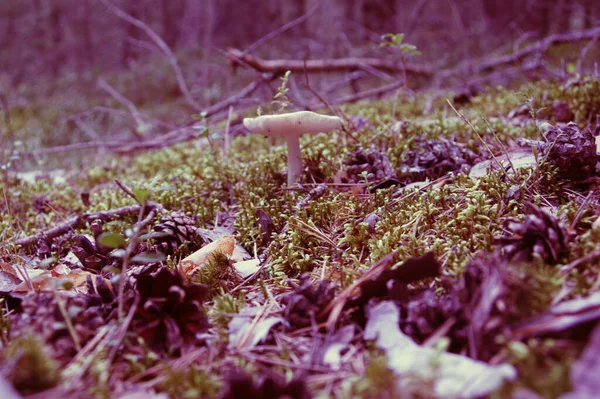 Een Selectieve Focusshot Van Een Wilde Paddenstoel Het Bos — Stockfoto