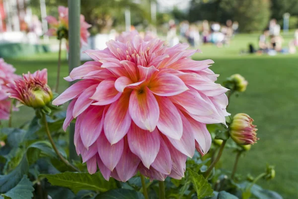 Detailní Záběr Růžové Květy Dahlia Rostoucí Parku — Stock fotografie