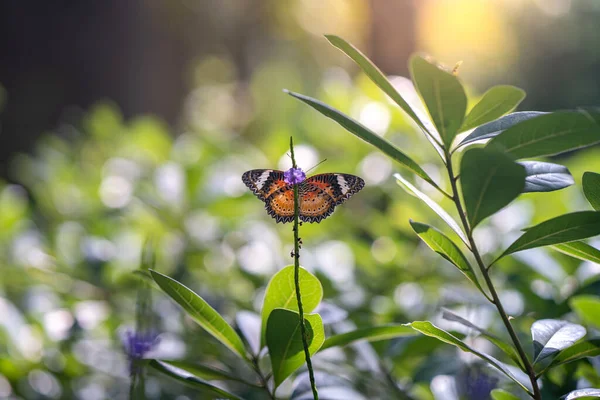 Detailní Záběr Oranžového Motýla Rostlině — Stock fotografie