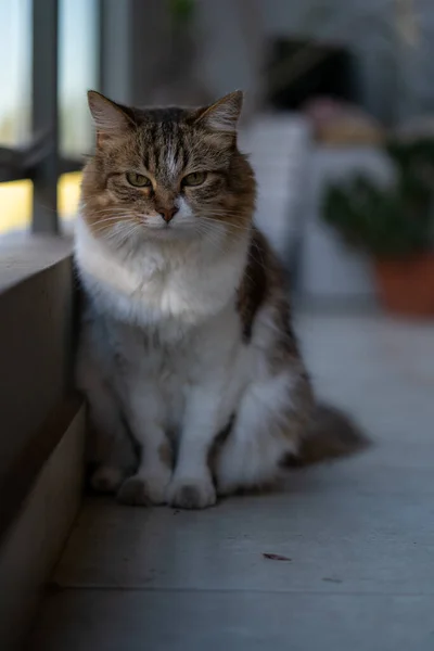 Egy Cuki Csíkos Macskáról Készült Függőleges Felvétel Komoly Arckifejezéssel — Stock Fotó