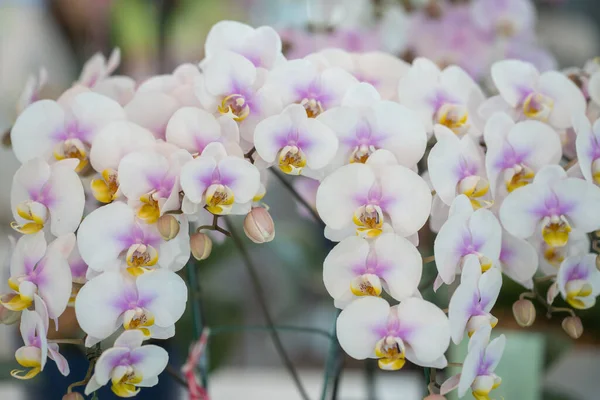 Gros Plan Orchidées Dendrobium Fleurs — Photo