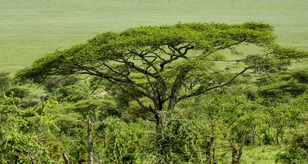 Ett Rökelseträd Grönska Solig Dag — Stockfoto