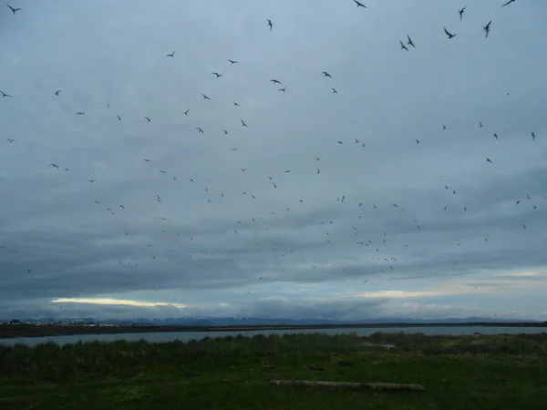 Disparo Ángulo Bajo Una Bandada Aves Volando Sobre Mar —  Fotos de Stock