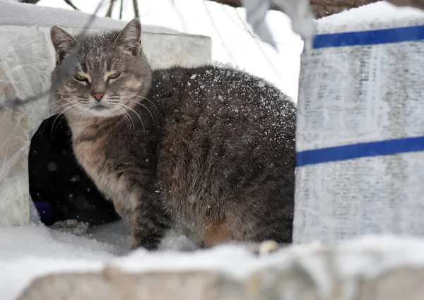 Shot Grumpy Cat Partially Covered Snow — Stock Photo, Image