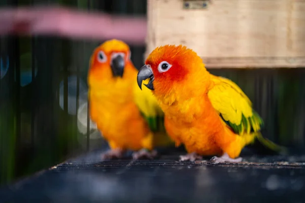 Pár Exotických Oranžově Žlutých Papoušků Kleci — Stock fotografie