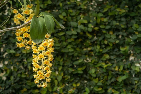 Lovitură Closeup Orhidee Galbene Înflorind Grădină — Fotografie, imagine de stoc