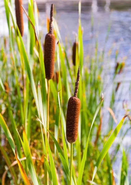 Een Close Shot Van Riet Groeit Naast Het Meer — Stockfoto