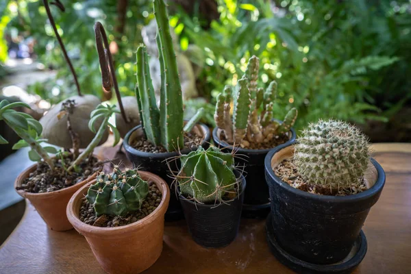 Une Variété Cactus Vendus Sur Marché — Photo