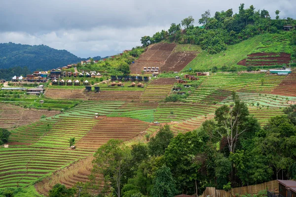 Vacker Bild Odlade Fält Thailand — Stockfoto