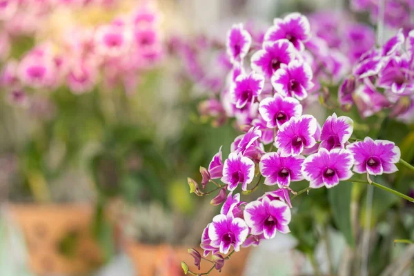 Çiçek Açan Dendrobium Orkidelerinin Yakın Plan Çekimi — Stok fotoğraf