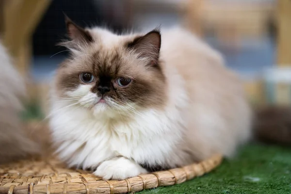 Eine Nahaufnahme Einer Niedlichen Weißen Perserkatze Mit Dunkelbraunem Gesicht Und — Stockfoto