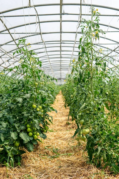 Ein Vertikaler Schuss Tomaten Die Einem Gewächshaus Auf Dem Land — Stockfoto