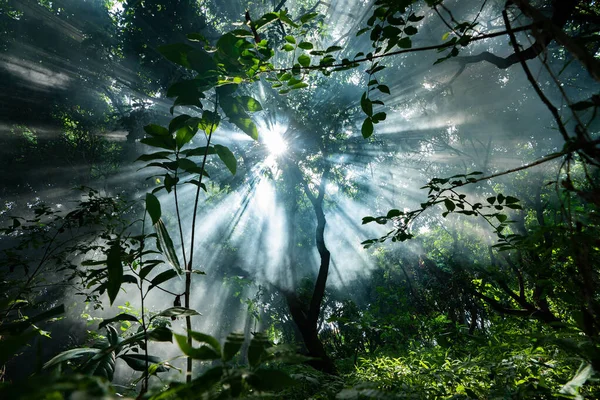 Красивий Знімок Променів Світить Крізь Дерева — стокове фото