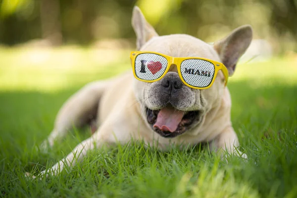 A closeup shot of a dog with sunglasses on a green grass