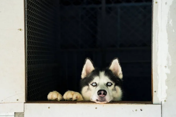 Egy Aranyos Husky Kutya Kukucskál Ablakon — Stock Fotó