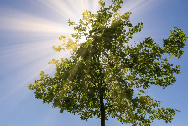 Tiro Ângulo Baixo Uma Árvore Alta Verde Com Luz Solar — Fotografia de Stock