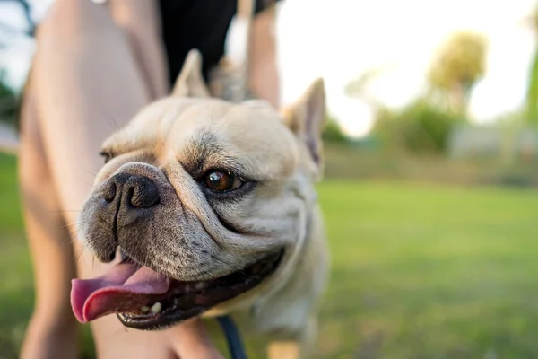 Close Bulldog Francês Bonito Parque — Fotografia de Stock