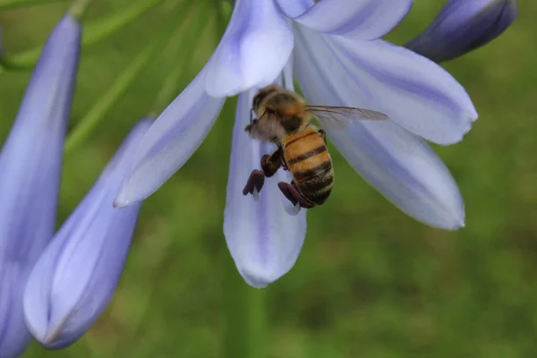 Makró Felvétel Egy Mézelő Méhről Amint Virágport Gyűjt Egy Világoskék — Stock Fotó