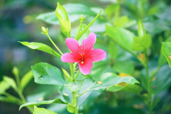 Primer Plano Una Hermosa Flor Shoeblackplant Hibiscus Rosa Sinensis Jardín —  Fotos de Stock