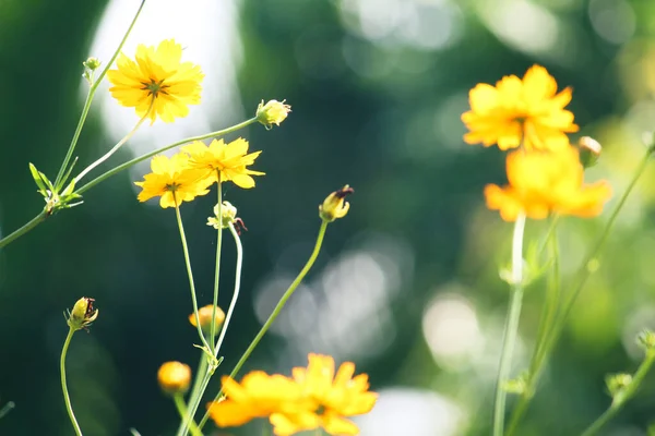 Pole Siarki Cosmos Kwiaty Zamazanym Zielonym Tle — Zdjęcie stockowe