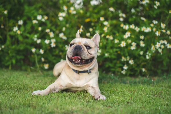 Tiro Selectivo Del Foco Bulldog Francés Que Miente Hierba Verde — Foto de Stock