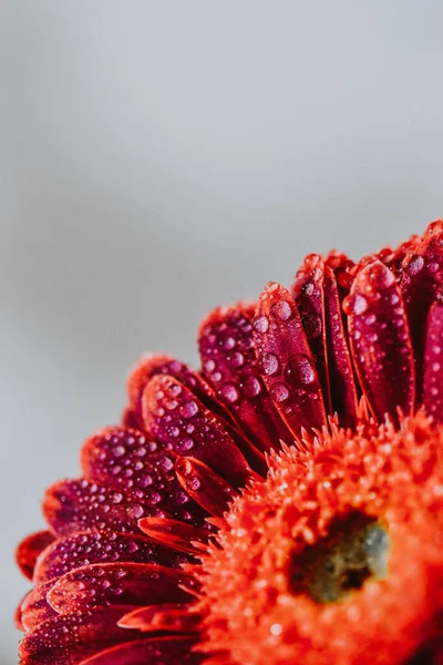 Vacker Blommande Gerbera Tusensköna Blomma — Stockfoto