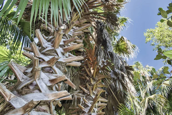 Primer Plano Plano Plano Ángulo Bajo Una Palmera — Foto de Stock