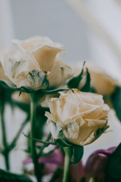 Plano Vertical Hermosas Rosas Blancas Con Brotes Ramo — Foto de Stock