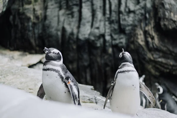 Una Vista Dos Lindos Pingüinos Africanos Pie Sobre Una Roca —  Fotos de Stock